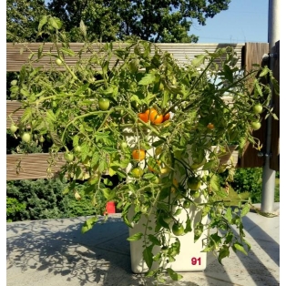 tomatiseemet-haruldase